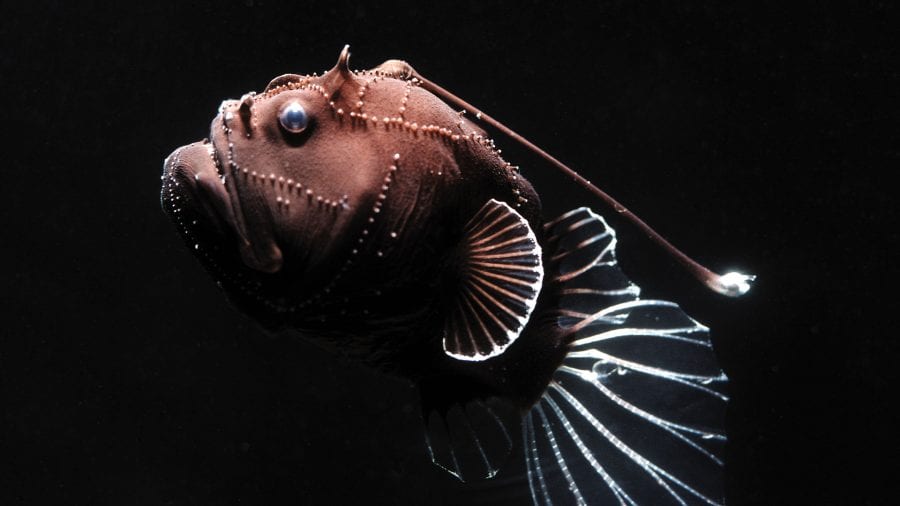 alvin the anglerfish