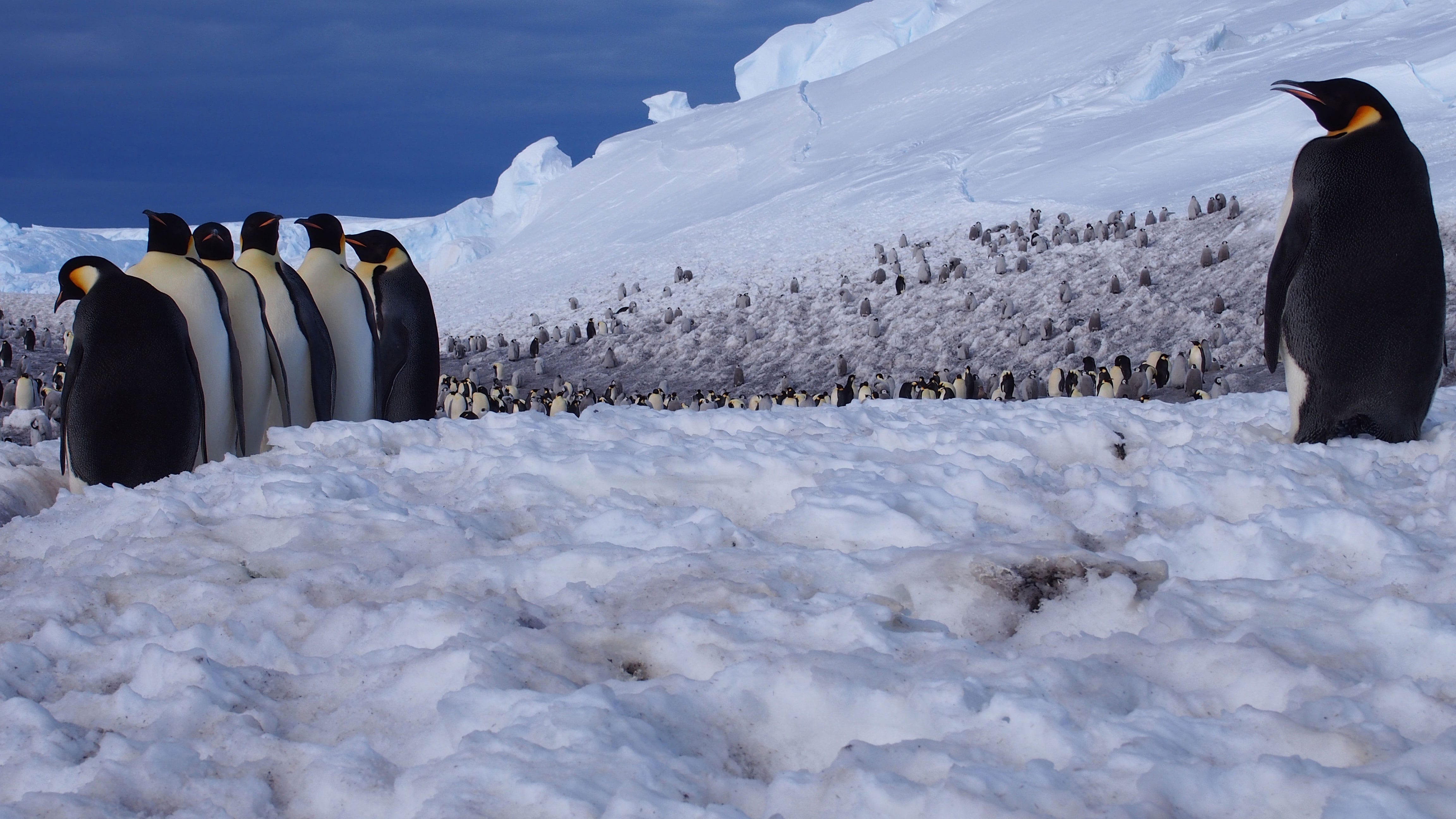 Are Emperor Penguins Eating Enough?