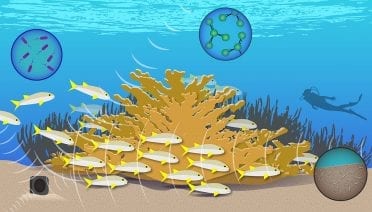 Multi-Pronged Coral Reef Research
