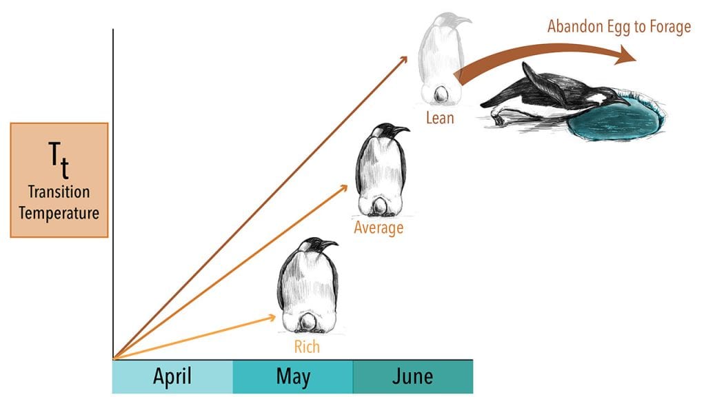 Penguin-Graph(months)_Master-01_490553.jpg