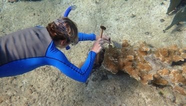 Sampling Coral Health