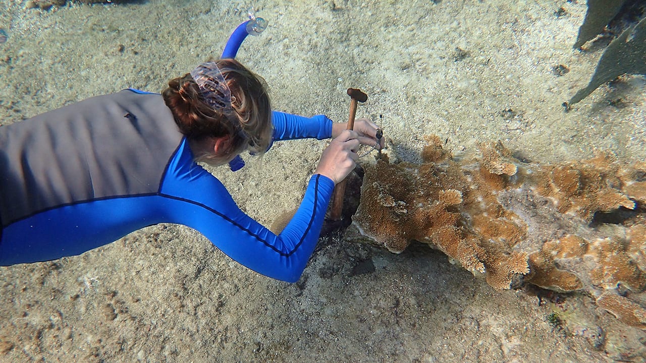 Sampling Coral Health