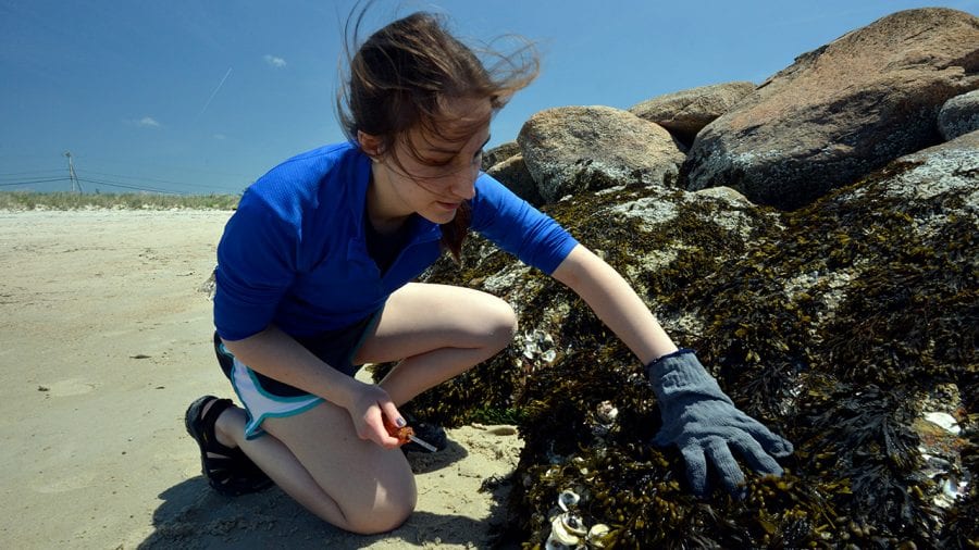 Beach Bacteria Woods Hole Oceanographic Institution