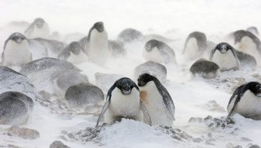 What's New Penguin?