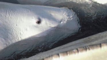 Hearing Tests on Wild Whales