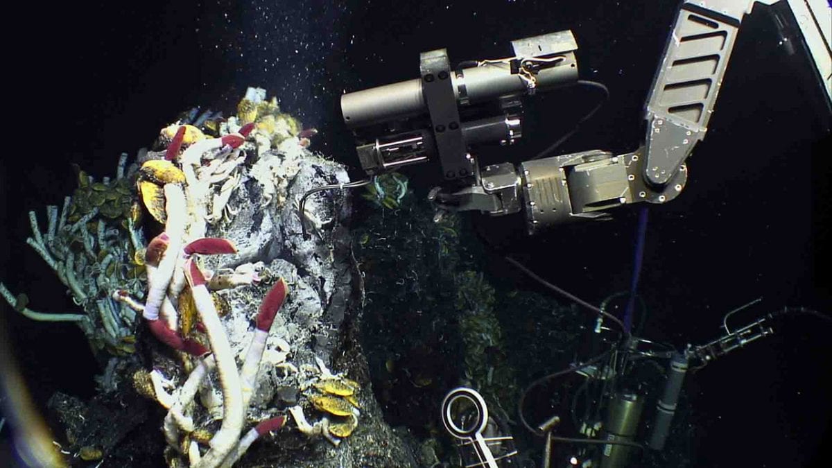 Fueling a Deep-Sea Ecosystem