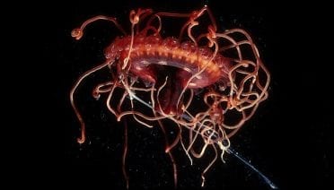 Deep Resident