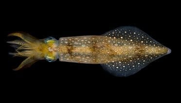 Squid on the Menu