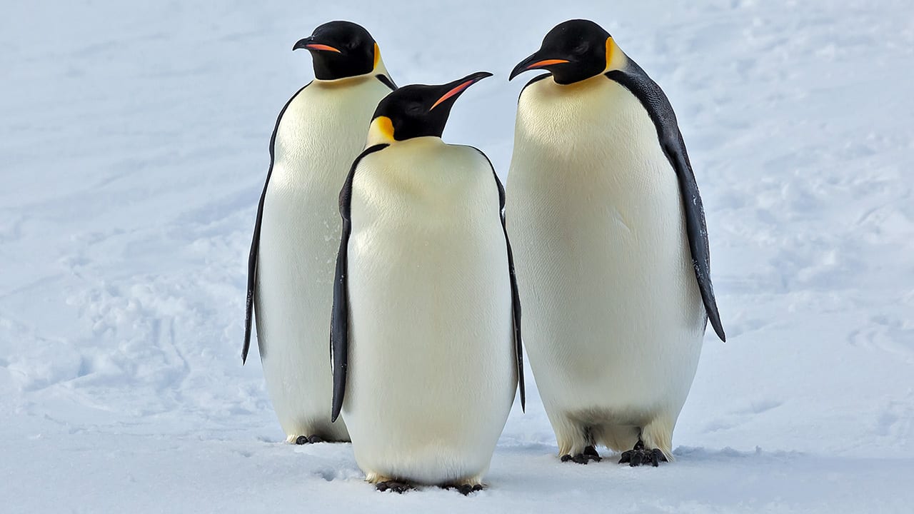 Long Walk on Shrinking Ice