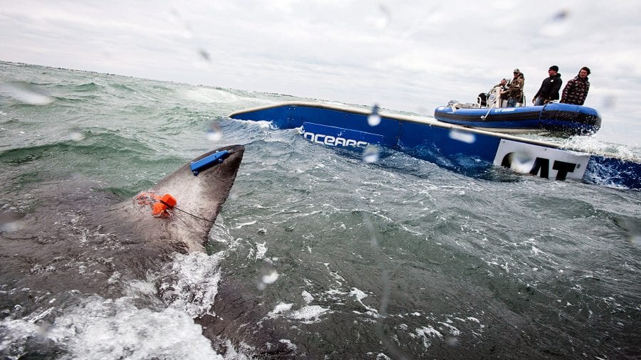 03032013_OCEARCH_JacksonvilleFL_0412_495913.jpg