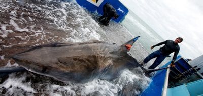 Sharks Take 'Tunnels' into the Depths