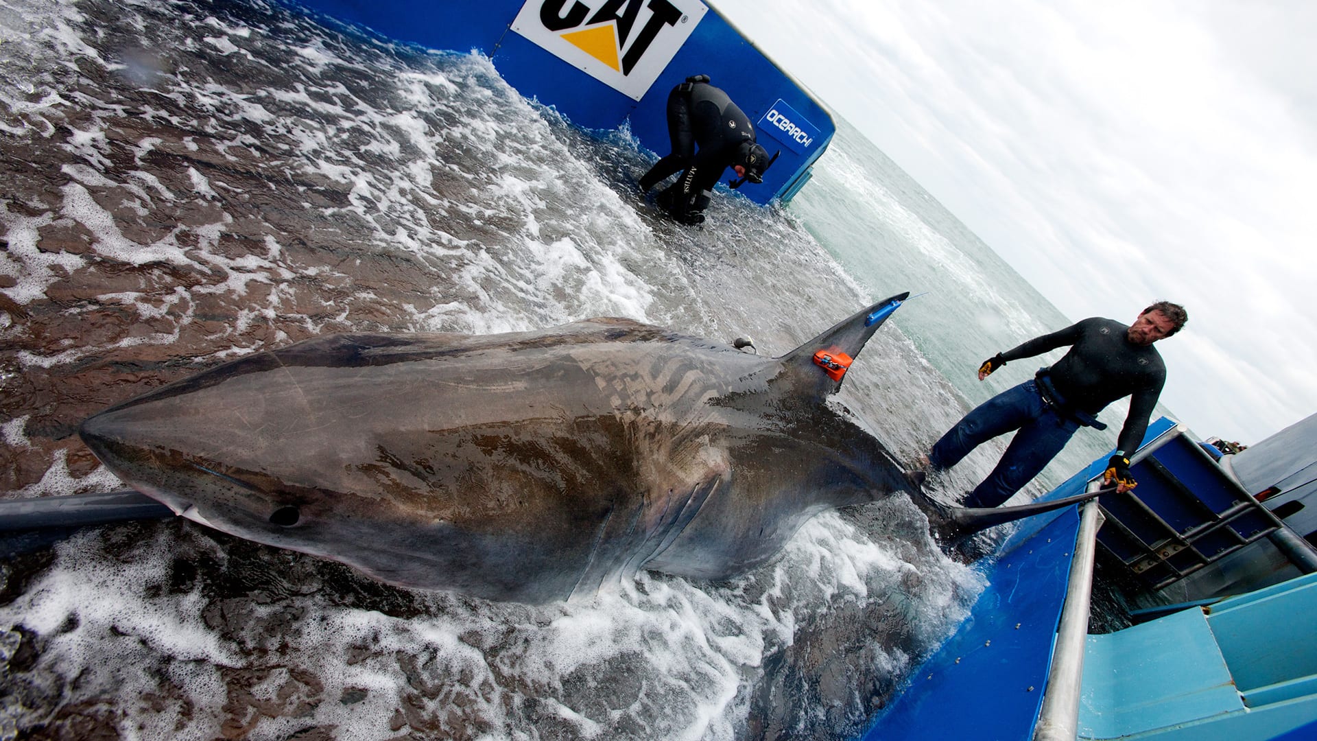 Sharks Take 'Tunnels' into the Depths