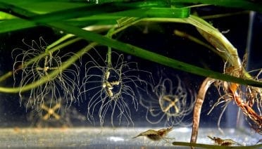 Tiny Stingers