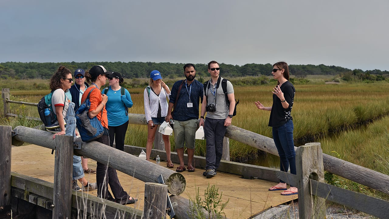 Marshes in Flux