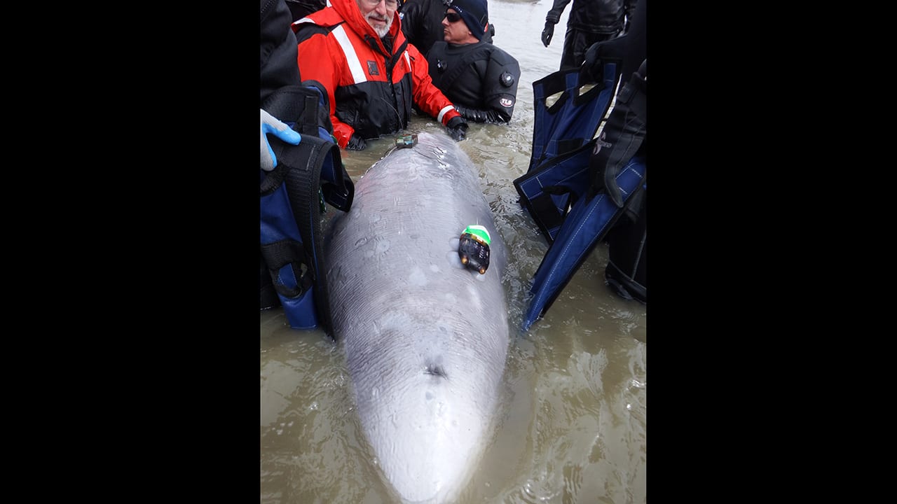 Hearing Tests on Wild Whales