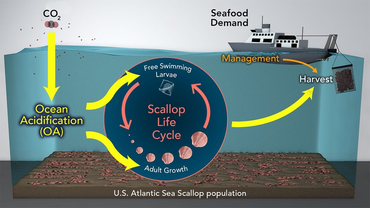 Ocean Acidification May Reduce Sea Scallop Fisheries