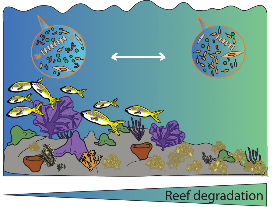 The Coral Reef Microbiome