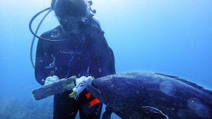 The Unseen World on Coral Reefs