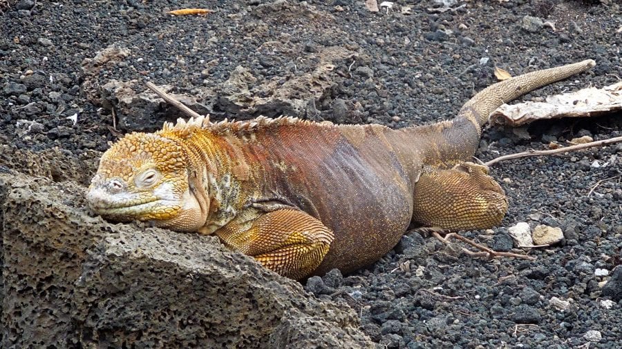 land iguana