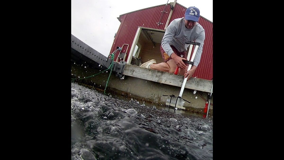 Lobster Trap for Microbes