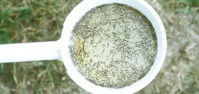 Marshes, Mosquitoes, and Sea Level Rise
