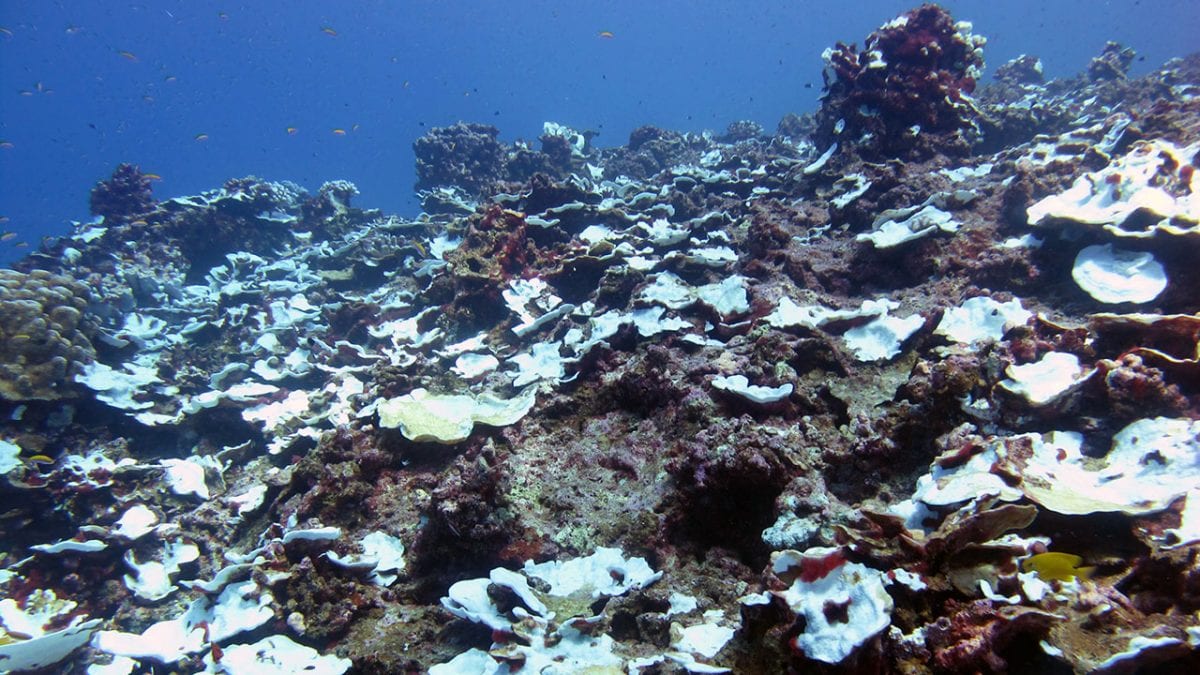 Study Tracks Severe Bleaching Events on a Pacific Coral Reef Over Past Century