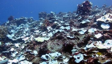 Study Tracks Severe Bleaching Events on a Pacific Coral Reef Over Past Century