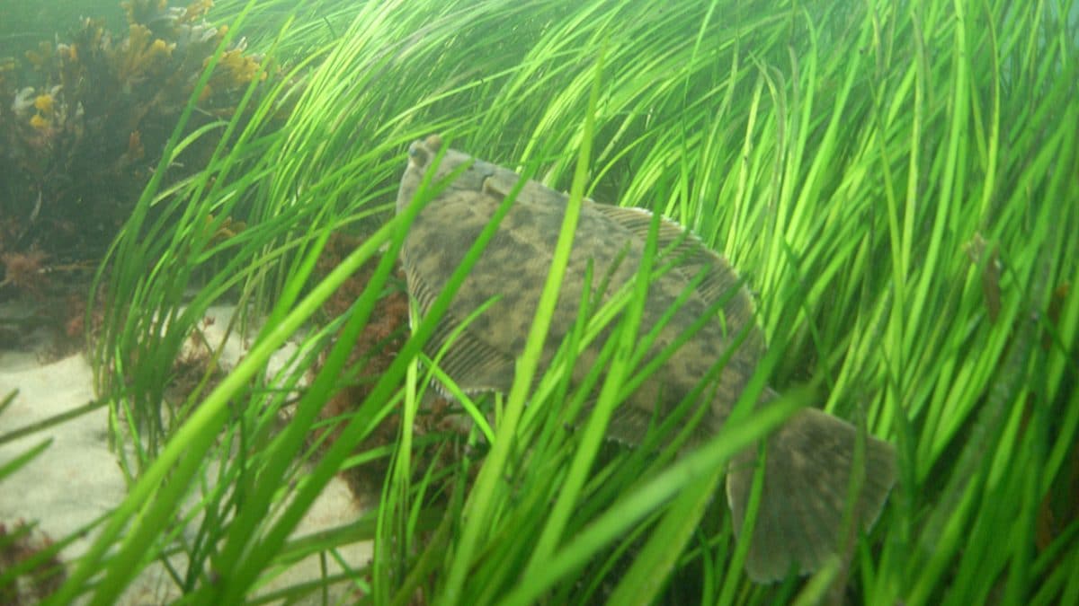 Flounder Now Tumor-free in Boston Harbor