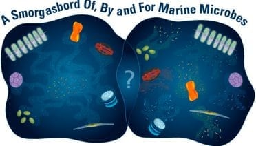 Marine Microbe Relations