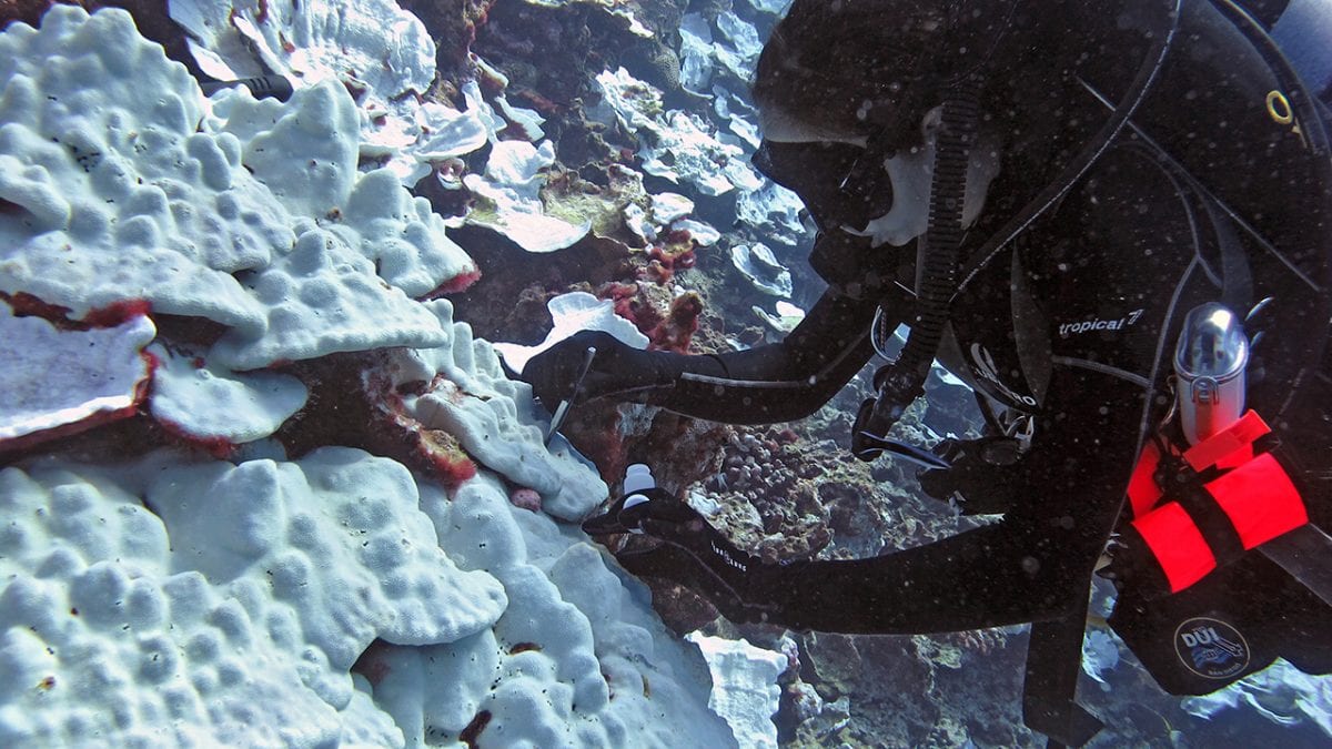 Bleached Corals