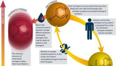 Types of Estrogen