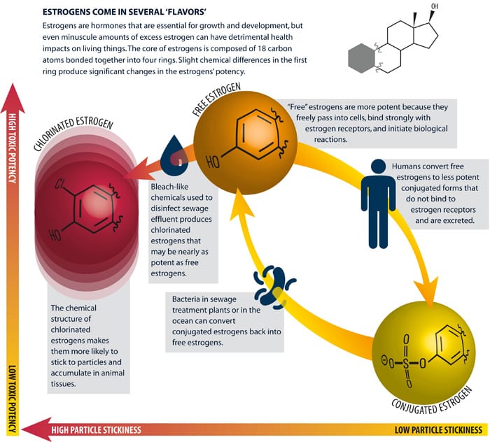 Types of Estrogen