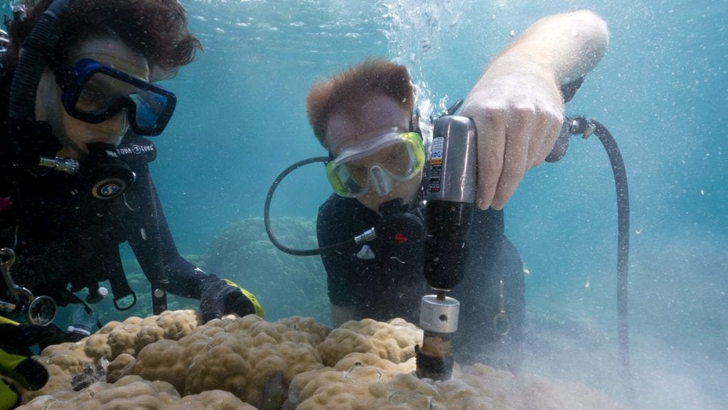 How Do Corals Build Their Skeletons?