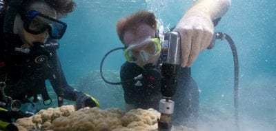 How Do Corals Build Their Skeletons?
