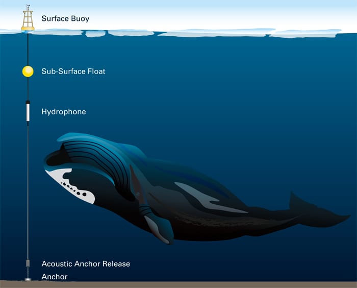 Orca calls analysis for acoustic separation from Ambra – Orcasound