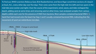 Does Sand Move Bacteria at the Beach?