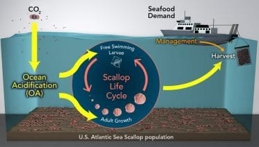 Scallops Under Threat