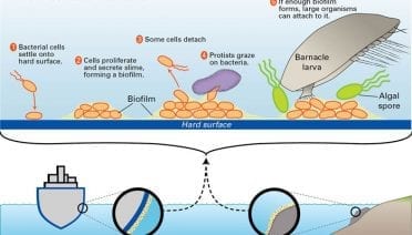 How a Biofilm Forms in the Sea