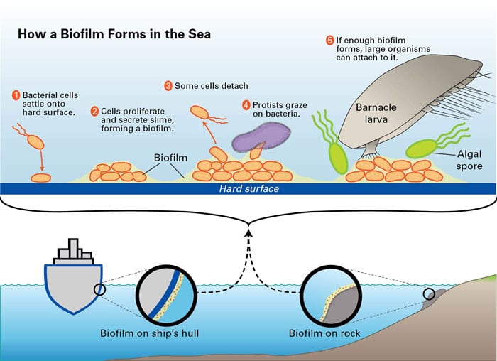 How a Biofilm Forms in the Sea