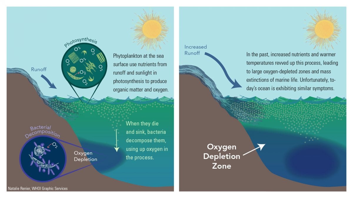 Will Oxygen in the Ocean Continue to Decline?