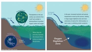 Will Oxygen in the Ocean Continue to Decline?