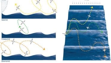 Albatross Flight Dynamics