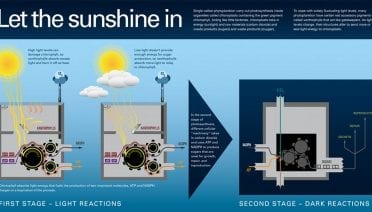 Let the Sunshine In