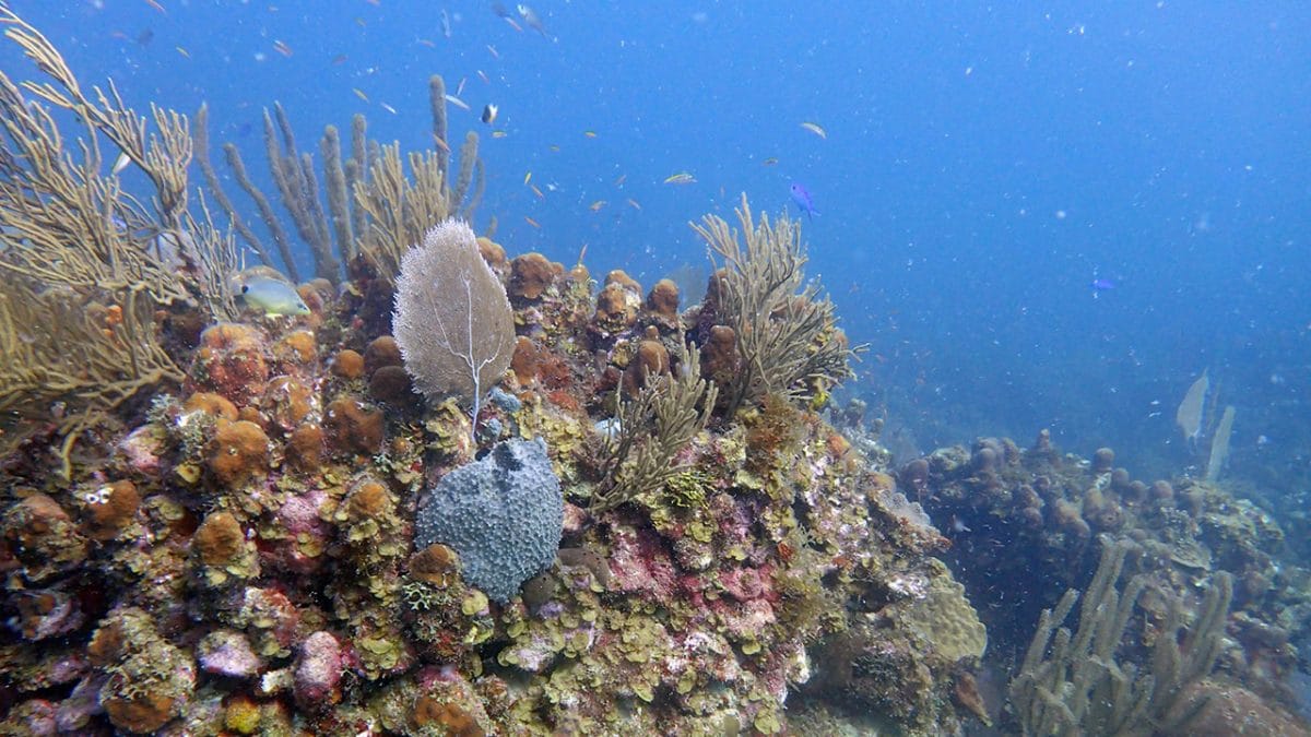 Coral Larvae Use Sound to Find a Home on the Reef