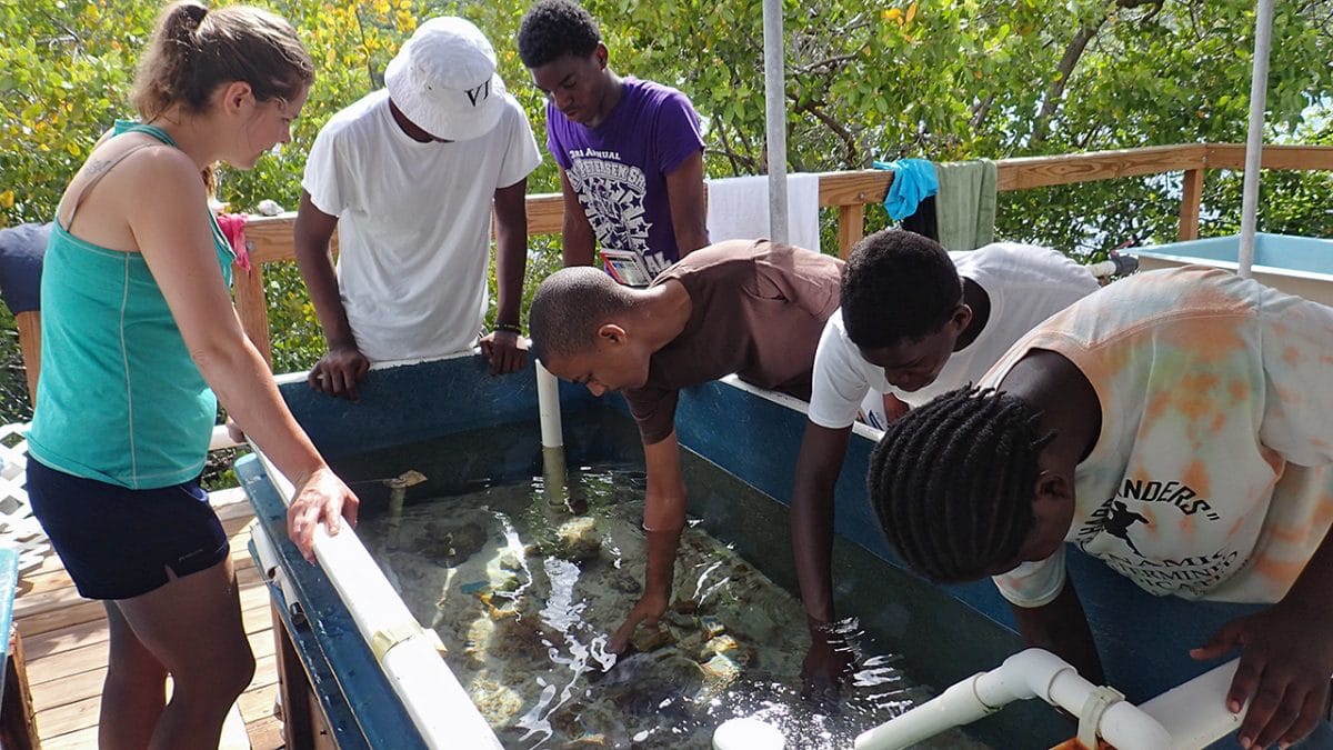 Virgin Islands Research