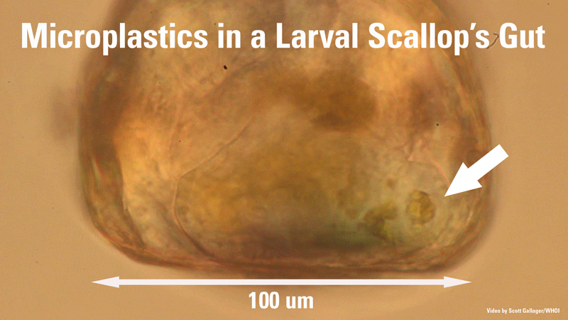 Scallop_with_microplastics_in_gut_509533.gif