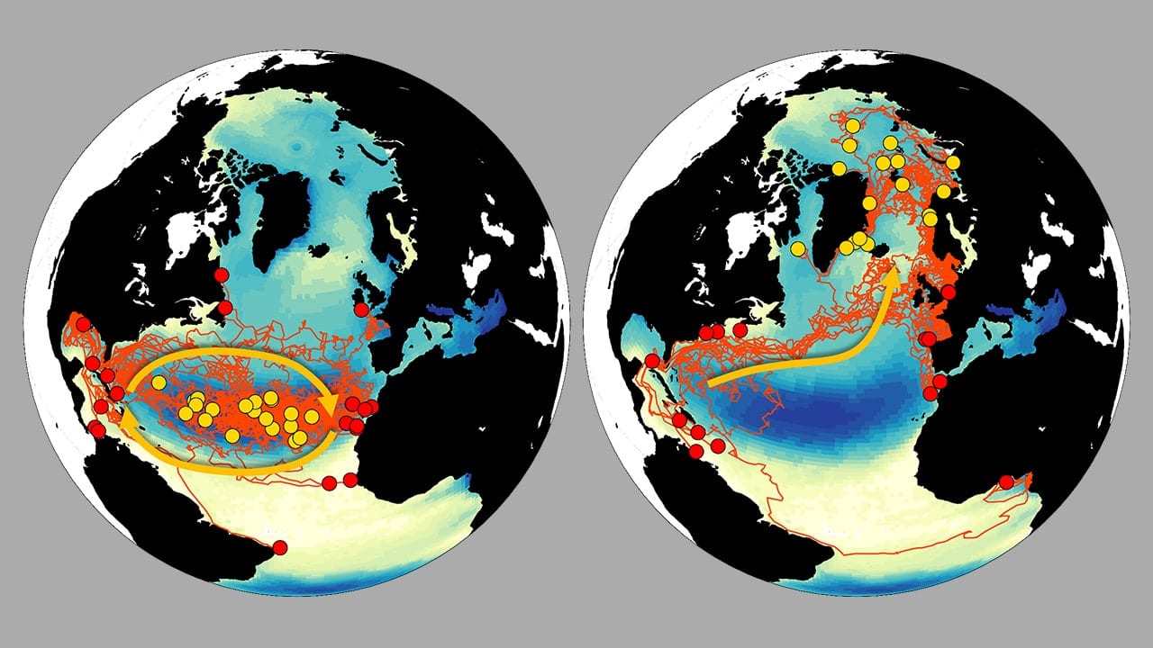 Plastics Adrift