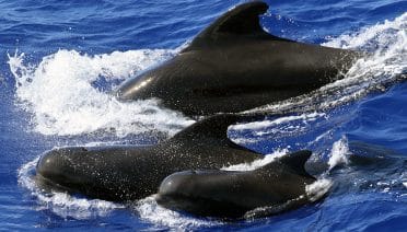 Whales Have Their Own Dialects