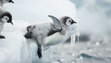 Emperor Penguins' First Journey to Sea