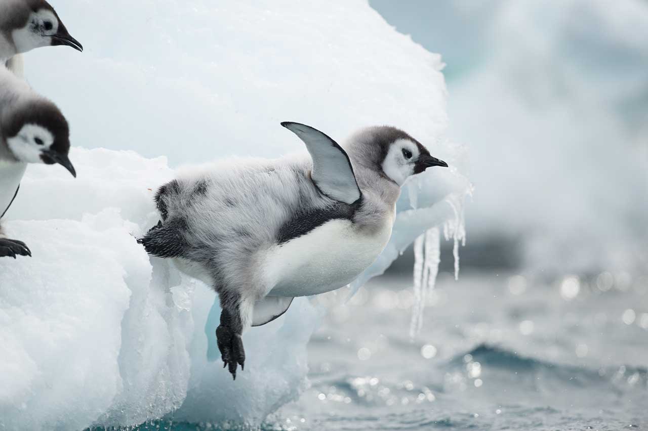 Emperor Penguins' First Journey to Sea